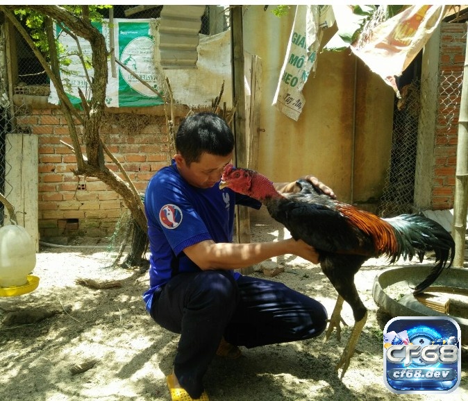 Dù là giống gà chọi nào cũng phải có sự chăm sóc kĩ càng từ sư kê