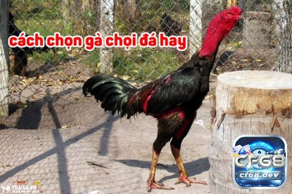 Khám phá cách chọn gà chọi hay cùng CF68 nhé!